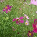 진부농장 이미지