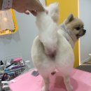 청운민박 | 동해시 애견동반숙소 TOP 10 강아지 여행지 비교 후기 많은