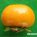 단감 이미지