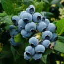 수세 강한 듀크(Duke) 블루베리 덤불, 북부 하이부시(Highbush) 이미지