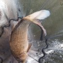 은행나무하우스낚시터 이미지