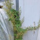 참 한삼 이미지