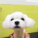 부흥미용실 이미지