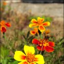 양남초 상계분교 이미지