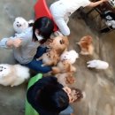 메르시몽프레 포메분양&애견카페 이미지