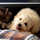 광선축산 이미지