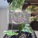 닥터케이 - 서구 도마2길 66 | 닥터조 케이코트 알비료 사용 후기!작은 잎 3개였던 알보 몬스테라 폭풍성장 🌿식물영양제 추천