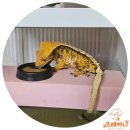 크레하니