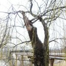 발원지수질환경자연공원 | 한강 벚꽃 개화시기 | 선유도공원 벚꽃놀이 명소 미리 다녀온 후기