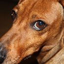 귀여운강아지 이미지