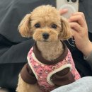 유앤헤어 | 부천 신중동 미용실 유앤주헤어 복구 클리닉 신데렐라 클리닉 후기