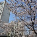 지에스25수성유원지점 | 대구 동촌유원지 벚꽃 개화 만개 시기와 캠프닉 의자 추천