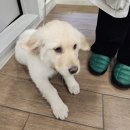 에이원헤어라인 | 상계동 미용실 포이에마부띠끄 노원본점 시세이도 클리닉 후기(지환 부원장님)