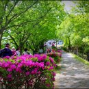 내산리 고인돌 | 청주 가볼만한곳 무료입장 문의문화재단지 뜻 주차장...걷기 영산홍/연산홍 철쭉 명소 꽃말 맛집 여행후기