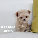 도그송 강아지분양 인천 송도점 이미지