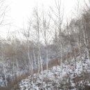 자작나무 숲 이미지