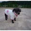 엄마손동물병원 이미지