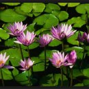 들꽃향기머무는곳 이미지