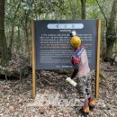 선흘리 백서향 및 변산일엽군락 이미지