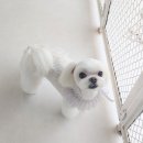 니니 애견 미용실 이미지