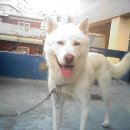 백호켄넬 이미지