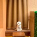 소노조명 이미지