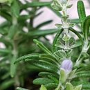 몸과 마음의 균형, 아로마테라피 이미지