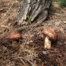자연산 송이버섯의 시기,섭취 & 효능 이미지