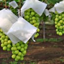 기남농장 이미지