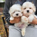 브리더클럽 이미지