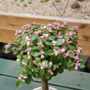 참새미골 이미지