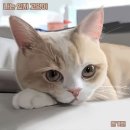 나는고양이 이미지
