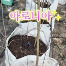 아로니아 화분에 관주시설 이미지