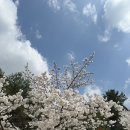 작은도서관 소풍 | 고양 마상공원 봄소풍 추천｜벚꽃 피는 작은도서관 피크닉 후기