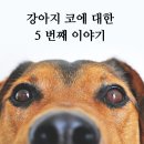 코에 이미지