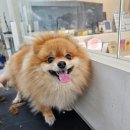 대형견 이발소 | 문래동 애견미용 예약금 없이 당일예약으로 맡긴 후기