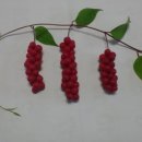 평창오미자영농조합법인 이미지