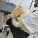 대구 수성구 두산동 믿고 맡기는 애견미용 / 러버독