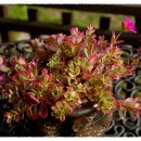 라그라스 펜션 이미지