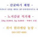 중귤농장 이미지