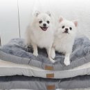 디엔씨펫 이미지