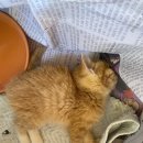 24시 서울YES동물병원 | 아기 고양이, 작은 생명, 나 여기 있어요 그림책, 24시 서울 YES 동물 병원
