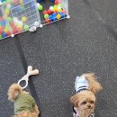 광릉내 애견 이미지