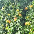 원재농장 이미지