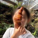 포근한 햇살과 초록초록 식물이 있는 과천 크루아상맛집 &#39; 카페디 &#39;