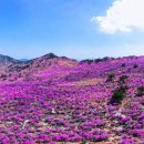 산 능선 뒤덮은 분홍 물결, 요즘 무료라 여기 난리 났다 이미지