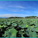 유등연지 이미지