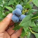 황영농장 이미지