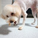 다다덴탈 이미지