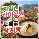 누룩골 계양점 | 계양산 장미공원 산책 후 가족 외식 추천! 누룩골 계양점 삼계탕 후기